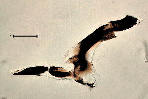 Agromyza flavipennis