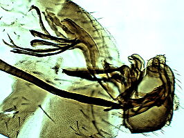Chromatomyia nigra