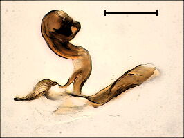 Liriomyza flaveola