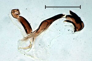 Liriomyza ptarmicae