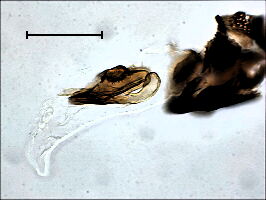 Melanagromyza eupatorii