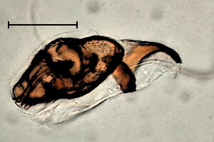 Ophiomyia beckeri