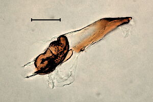 Ophiomyia heringi