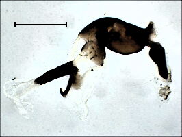 Ophiomyia longilingua