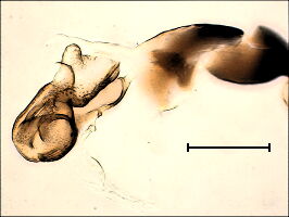 Ophiomyia nasuta