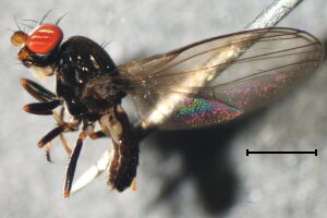 Aulacigastridae