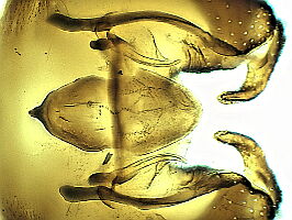 Bibio reticulatus