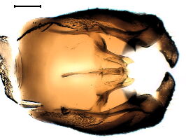 Dilophus febrilis