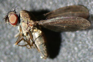 Campichoetidae