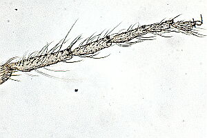 Forcipomyia alacris