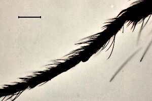 Forcipomyia altaica