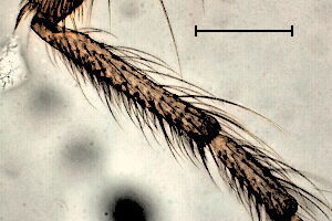 Forcipomyia aristolochiae