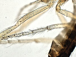 Forcipomyia brevipennis