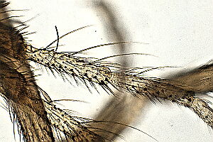 Forcipomyia ciliata