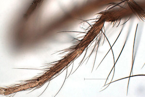 Forcipomyia nigra