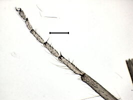 Forcipomyia palustris
