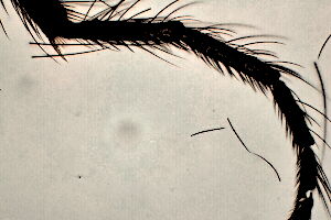 Forcipomyia radicicola