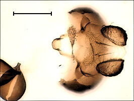 Forcipomyia tenuis