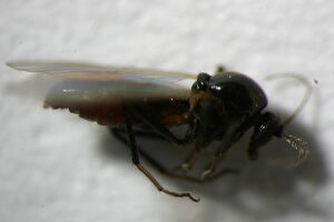 Palpomyia nigripes