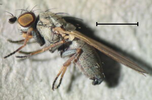 Chamaemyia aridella