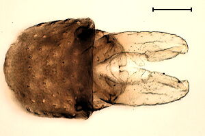 Cricotopus bicinctus
