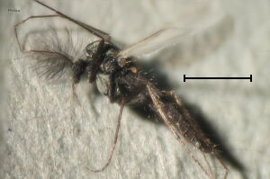 Metriocnemus albolineatus