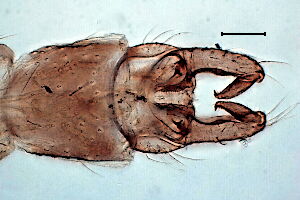 Orthocladius fuscimanus