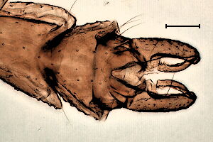 Orthocladius maius