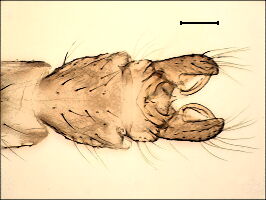 Orthocladius rubicundus
