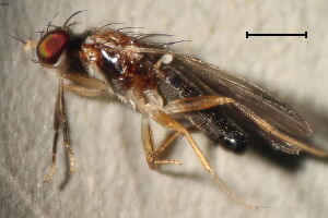 Clusiodes verticalis