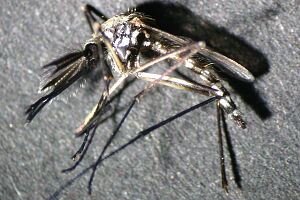 Ochlerotatus geniculatus