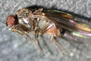 Drosophila helvetica