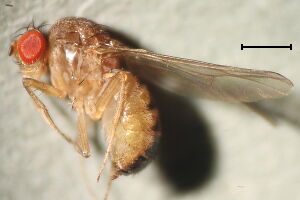 Drosophila histrio