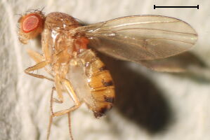 Drosophila kuntzei
