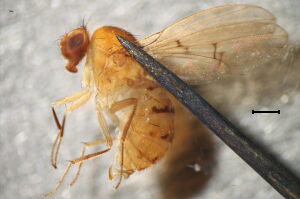 Drosophila limbata
