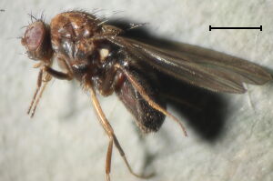 Drosophila littoralis