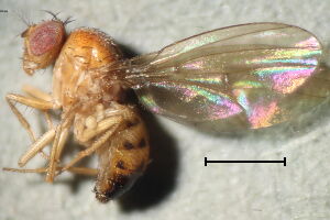 Drosophila phalerata