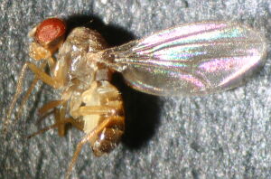 Drosophila testacea