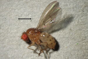 Drosophila transversa