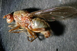 Dryomyzidae