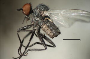 Rhamphomyia albipennis