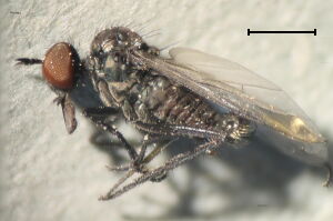 Rhamphomyia anomalipennis