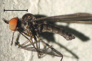 Rhamphomyia bohemica