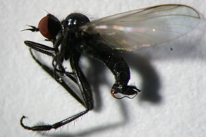 Rhamphomyia longipes