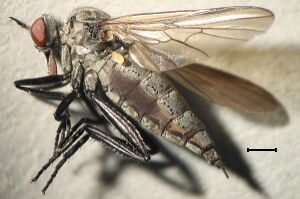 Rhamphomyia sulcatella
