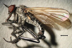 Rhamphomyia sulcatina
