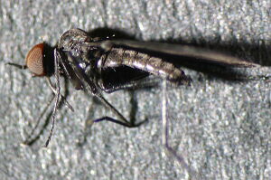 Rhamphomyia umbripennis