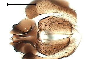 Gymnoclasiopa nigerrima