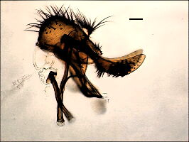 Heleomyza serrata