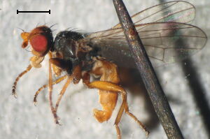 Neoleria flavicornis